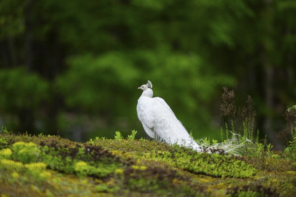 Indian peafowl (Pavo cristatus) on a meadow, portrait, Germany, Europe