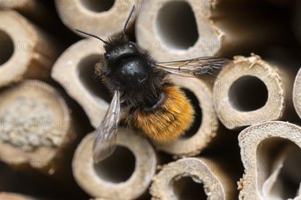 Horned mason bee (Osmia cornuta), at its nesting tube, insect hotel, Oberhausen, Ruhr area, North