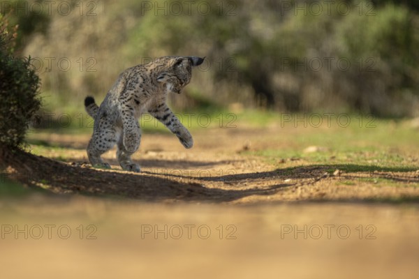 Lynx pardinus, young male, jumping, La Mancha, Spain, Europe