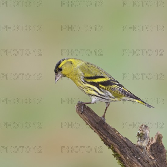 Siskin (Carduelis spinus), male sitting on a branch overgrown with moss, Wilnsdorf, North