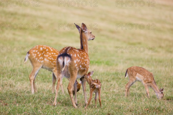 A Dybowski calf (Cervus nippon hortulorum) stands close to its mother in a green meadow