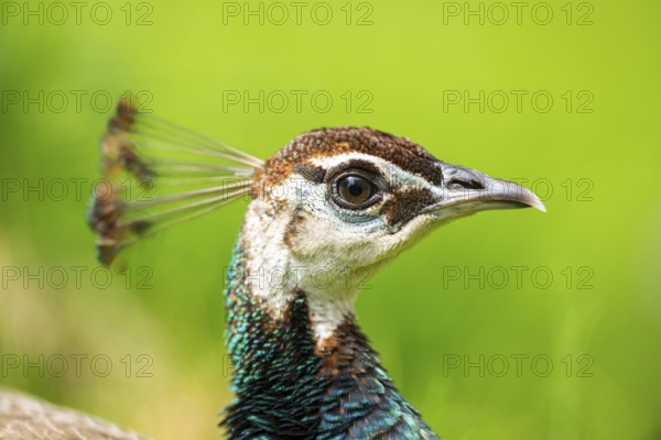 Indian peafowl (Pavo cristatus) on a meadow, portrait, Germany, Europe