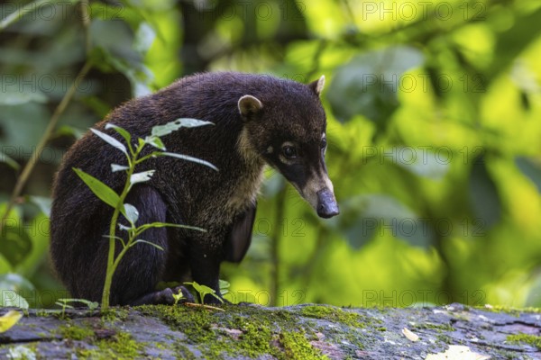 Coati (Nasua narica) sitting on a tree trunk, Mammals (Mammalia), Alajuela, Costa Rica, Central