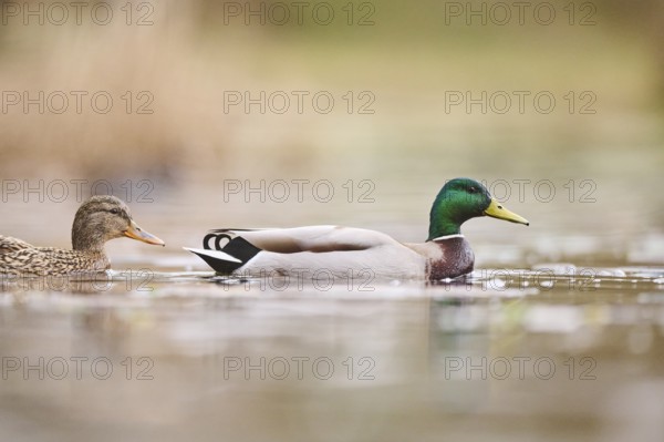 Wild duck (Anas platyrhynchos) couple swimming on a lake, Bavaria, Germany, Europe
