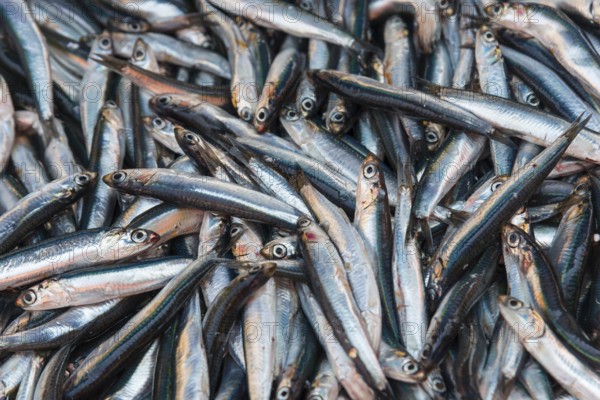 Large quantity of silver fish, lying close together, fresh and shiny, sprats, market, Nafplio,