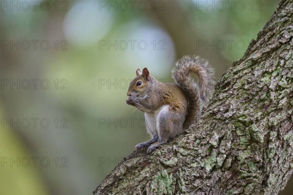 American grey squirrel (Sciurus carolinensis), sitting on a tree, in a green environment, Pembroke