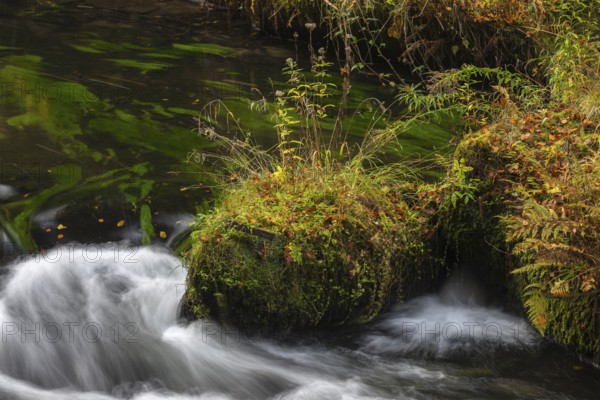 Flowing water with ferns and rocks in the Edmunds Gorge in autumn. River Kamnitz, Hrensko, Ustecky
