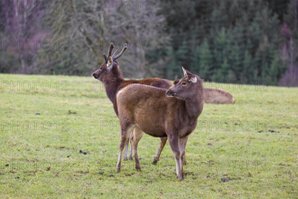 A female sambar deer and a stag (Rusa unicolor) stand in a meadow