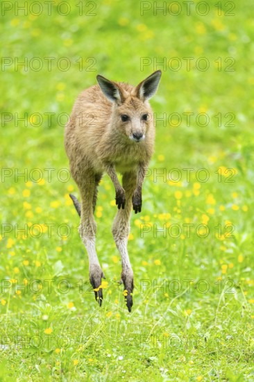 Eastern grey kangaroo (Macropus giganteus) on a meadow, Bavaria, Germany, Europe