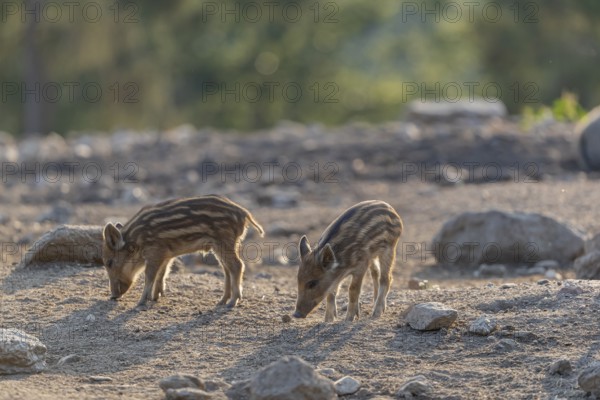 Two piglet wild boar or wild pig (Sus scrofa) walking over an opening with a green forest in the