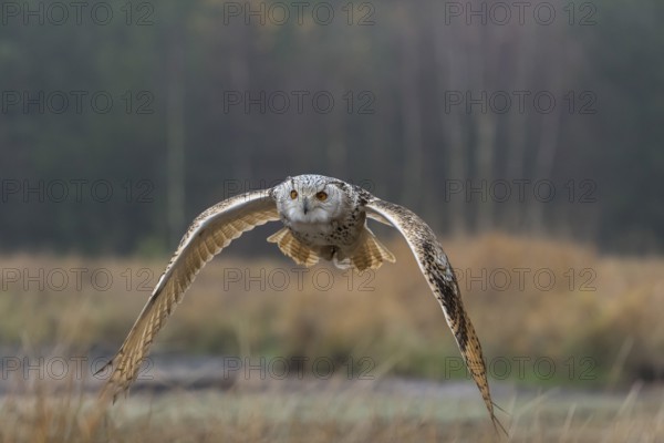 One Siberian Eagle Owl (Bubo bubo sibiricus) flying over tall reed grass lakeshore on an autumnal