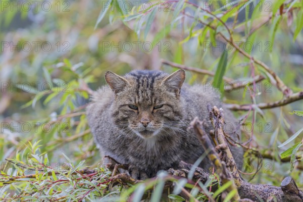 One European wildcat, Felis silvestris silvestris, resting in a green weeping willow tree. Green