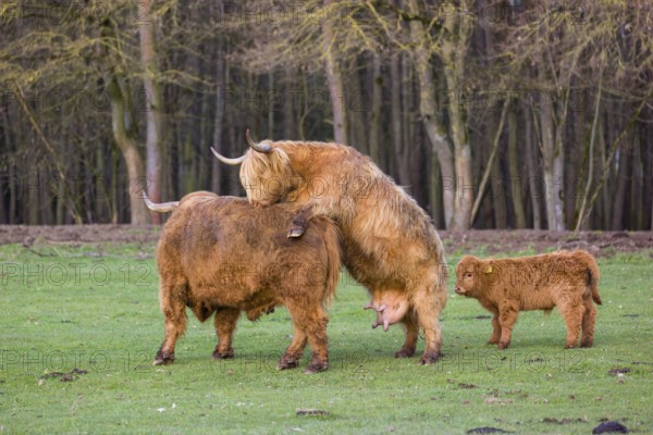 A Highland Cow (Bos (primigenius) in heat mounts a bull