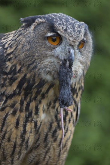 Portrait of an Eurasian Eagle Owl, Bubo bubo. Swallowing a dark grey mouse. Green vegetation in the