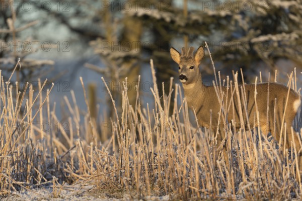 Roe deer standing in hoar frosted dead stinging nettle at minus 15 °C at sunrise. Trees and dead