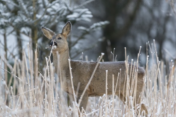 Roe deer standing in hoar frosted dead stinging nettle at minus 15 °C at sunrise. Licking off the