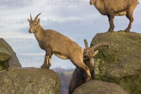 Two ibex (Capra ibex), a male and a female, stand on a rock. The male shows some flehming and