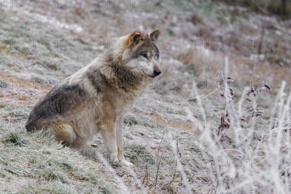 An adult male grey wolf (Canis lupus lupus) sits on a sloping, hoarfrost-covered meadow at the edge