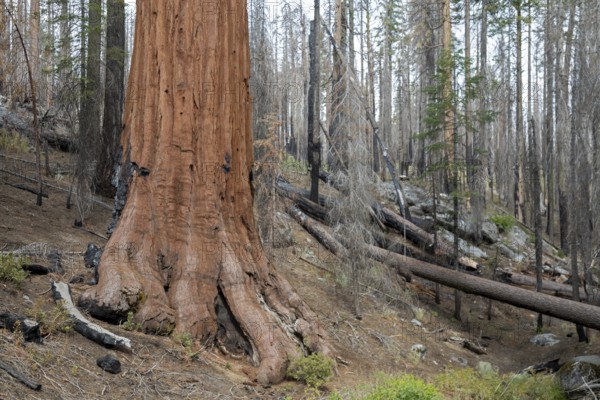 Yosemite National Park, California - The Mariposa Grove of Giant Sequoias (Sequoiadendron