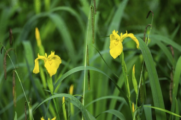 Yellow flag (Iris pseudacorus), yellow iris, or water flag blooming beside a little lake, Bavaria,