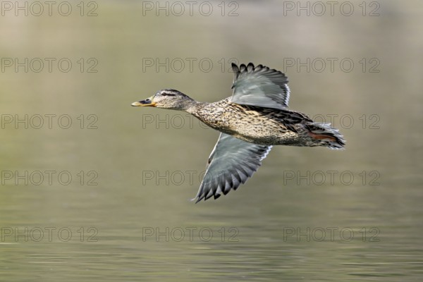 Mallard (Anas platyrhynchos), female in flight, Flachsee, nature reserve, Reusstal, Canton Aargau,