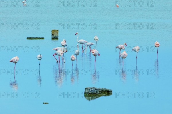 Flamingoes, Vendicari, Noto Valley, Sicily, Italy, Europe
