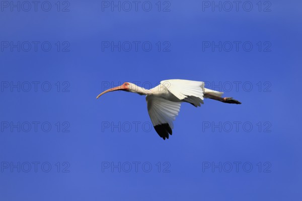 Snowy Ibis, (Eudocimus albus), adult, flying, St. Augustine, Florida, USA, North America