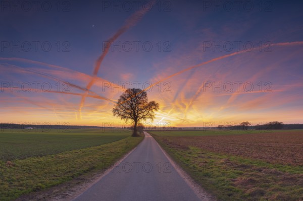 View along a road to a solitary tree in an agricultural environment with blue sky streaked with