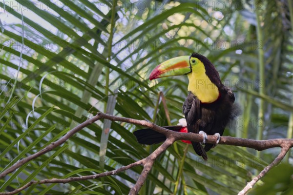 Fishing toucan (Ramphastos sulfuratus) Costa Rica