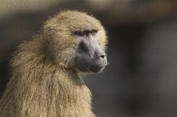 A baboon in profile showing its distinctive fur structure, Guinea baboon (Papio papio), captive,