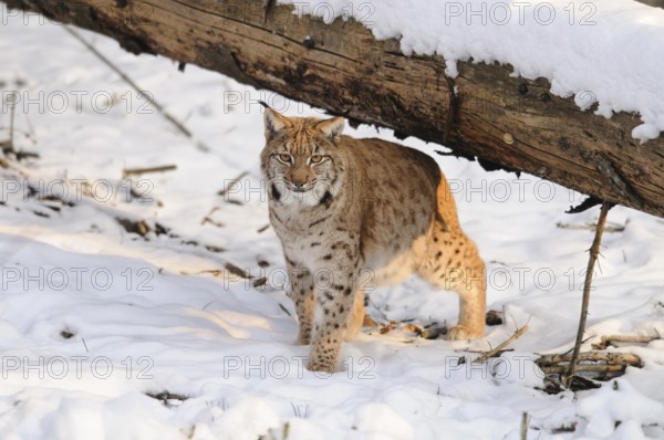 A lynx under a tree trunk in the snow, its eyes fixed on the observer, Carpathian lynx (Lynx lynx