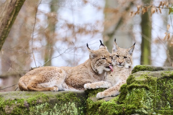 Eurasian lynx (Lynx lynx) mother with her youngster lying on a rock, Bavaria, Germany, Europe
