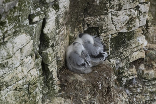 Black-legged kittiwake (Rissa tridactyla) two juvenile baby birds on a nest on a cliff ledge,