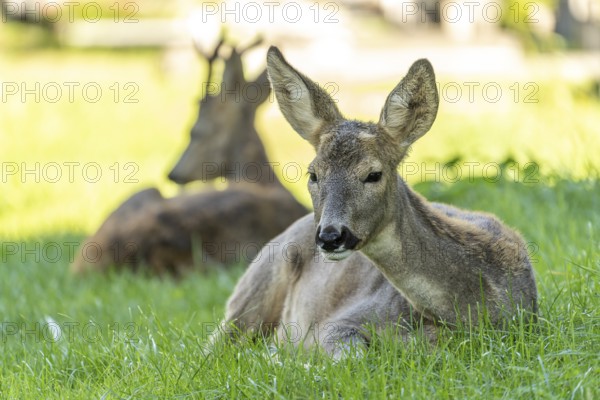 Deer at the Vienna Central Cemetery, Vienna, Austria, Europe