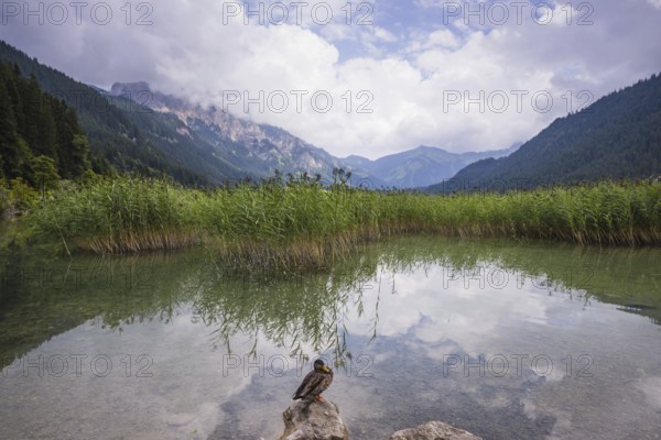 Duck, (Anas platyrhynchosnte), Haldensee, Tannheimer Tal, Tannheimer Berge, Allgäu Alps, Tyrol,
