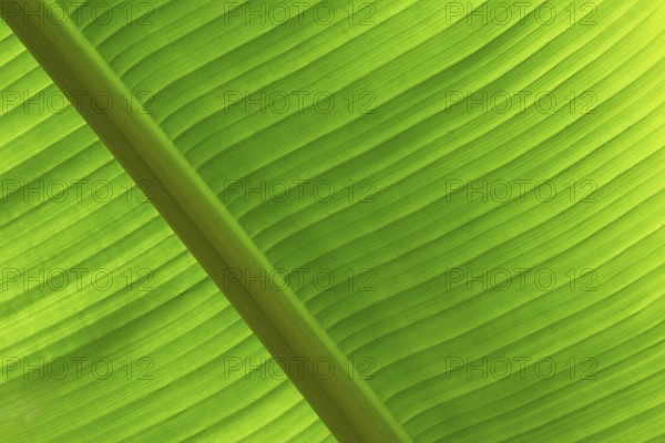 Close-up of a banana leaf with fine lines and distinctive texture