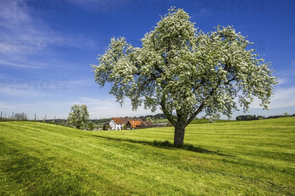 Blue apple tree (Malus domestica), at Lake Constance, Baden-Wuerttemberg, Germany, Europe