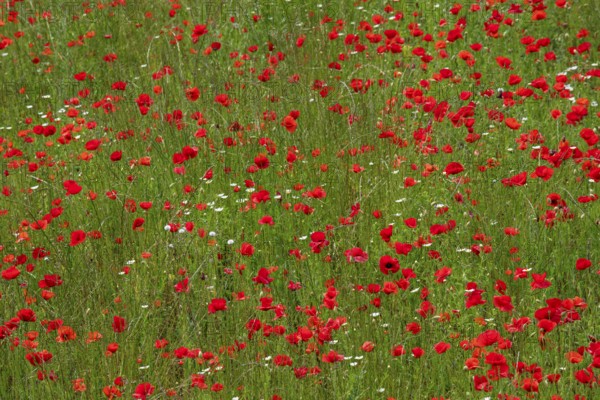 Poppy field near Rovinj, Istria, Croatia, Europe