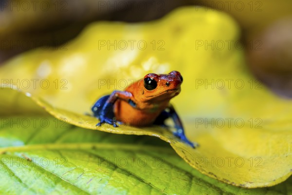 Strawberry frog (Oophaga pumilio) sitting on a yellow leaf, Heredia province, Costa Rica, Central