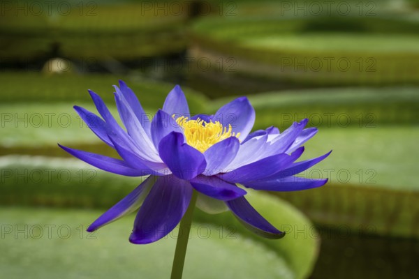 Water lily (Nymphea), Princess of Wales Conservatory, Royal Botanic Gardens (Kew Gardens), UNESCO