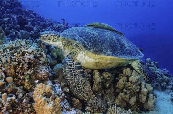 Underwater photo of a large specimen of green turtle (Chelonia mydas) Green turtle lying on