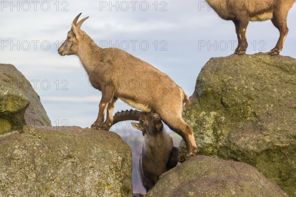 Two ibex (Capra ibex), a male and a female, stand on a rock. The male shows some flehming and