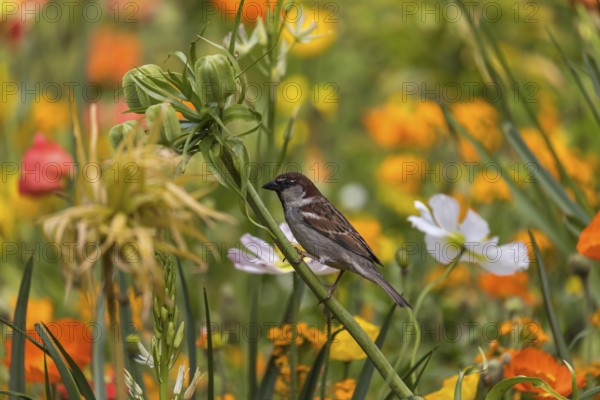 One male house sparrow (Passer domesticus) collecting insects in a flowering field of poppy