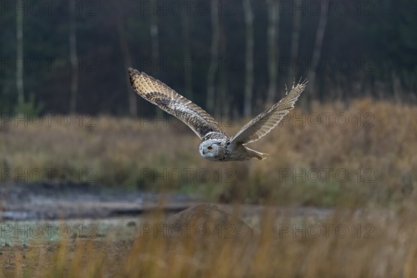 One Siberian Eagle Owl (Bubo bubo sibiricus) flying over tall reed grass lakeshore on an autumnal