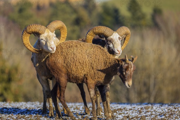 Three snow sheep (Ovis nivicola), or Siberian bighorn sheep stand on a snow covered meadow