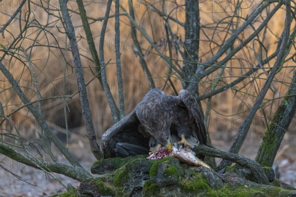One white-tailed eagle (Haliaeetus albicilla) sitting on a small hammock feeding on a common carp.
