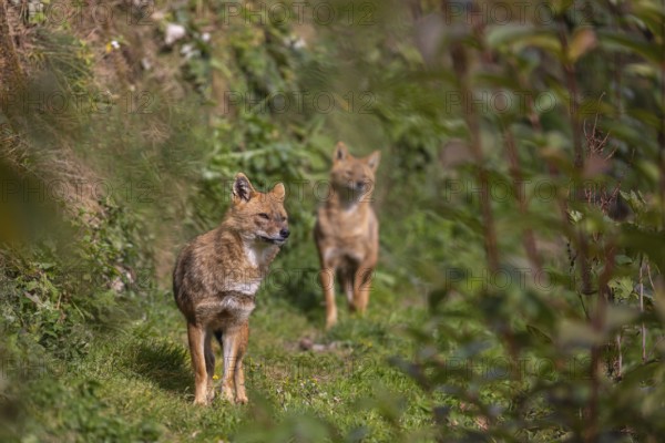 Two golden jackal (Canis aureus) walking through dense green vegetation