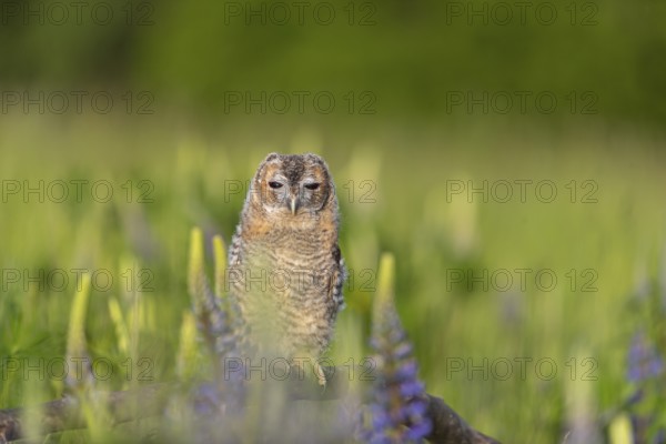 One young Ural owl (Strix uralensis) sitting on a branch lying in a field of flowering lupines in