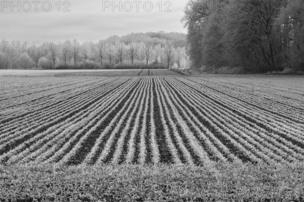 Black and white photo, field with graphic lines, hoarfrost, Husen, Dortmund, Ruhr area, North