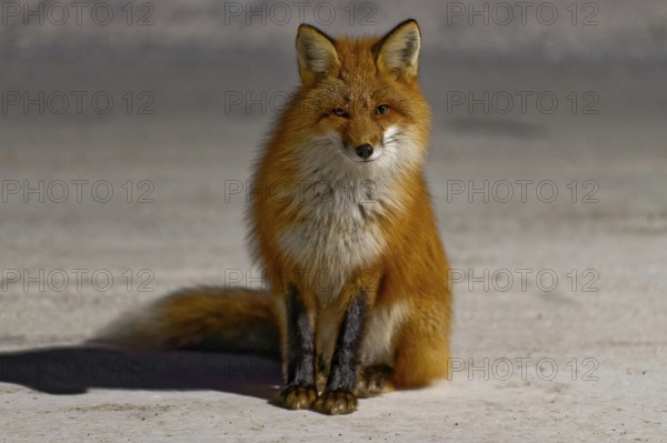 Red fox (Vulpes vulpes), winter, sitting in the snow, front view, detail, evening light, Yukon